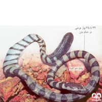 گونه مار دریایی خلیج فارس Persian Gulf Sea Snake 